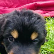 THEA HOOLIGANOWE SMOKI