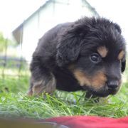 THEA HOOLIGANOWE SMOKI