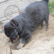 THEA HOOLIGANOWE SMOKI