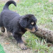 THEA HOOLIGANOWE SMOKI