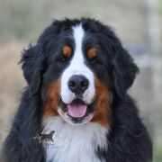 THOR Wzgórze Agisa 3