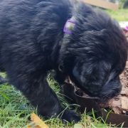 TIA HOOLIGANOWE SMOKI