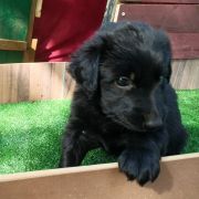 TIA HOOLIGANOWE SMOKI