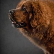 TIBETAN VANILLA SKY JEN