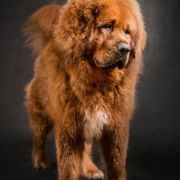 TIBETAN VANILLA SKY JEN 2