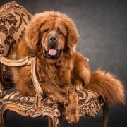 TIBETAN VANILLA SKY JEN 3