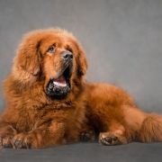 TIBETAN VANILLA SKY JEN 4