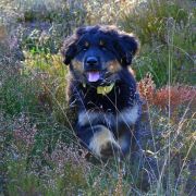 TIGO HOOLIGANOWE SMOKI