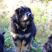 TIGO HOOLIGANOWE SMOKI