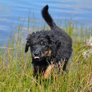 TIGO HOOLIGANOWE SMOKI