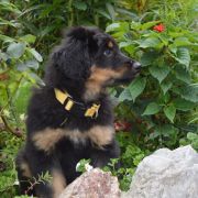 TIGO HOOLIGANOWE SMOKI