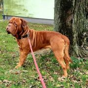 TILL Fortitudo Alesco FCI