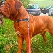 TILL Fortitudo Alesco FCI 2