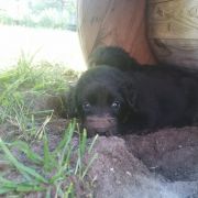 TIMI HOOLIGANOWE SMOKI