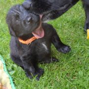 TIMI HOOLIGANOWE SMOKI