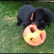 TIMI HOOLIGANOWE SMOKI