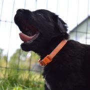 TIMI HOOLIGANOWE SMOKI