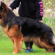 TIREX z Trojańskiego Lasu