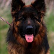 TIREX z Trojańskiego Lasu