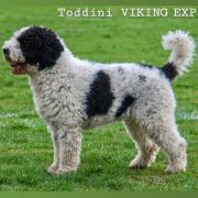TODDINI VIKING EXPRESS