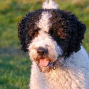 TODDINI VIKING EXPRESS 2