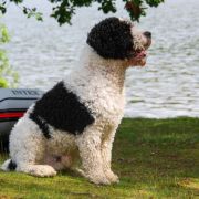 TODDINI VIKING EXPRESS 3