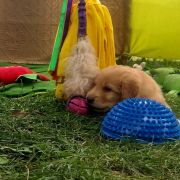 TOFFIK HOOLIGANOWE SMOKI