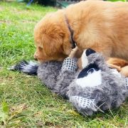 TOFFIK HOOLIGANOWE SMOKI