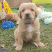 TOFFIK HOOLIGANOWE SMOKI