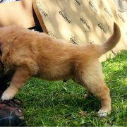 TOFFIK HOOLIGANOWE SMOKI