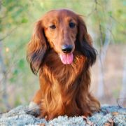 TOKAJ ze Sfory Cętkowanej 