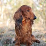 TOKAJ ze Sfory Cętkowanej 4