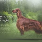 TOMMY HILFIGER OF GLORYRED 