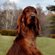 TOMMY HILFIGER OF GLORYRED 2