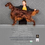 TOMMY HILFIGER OF GLORYRED 3