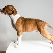 TOOTHLESS Because of Crazy Time