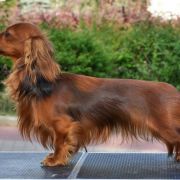  TORI ze Sfory Cętkowanej