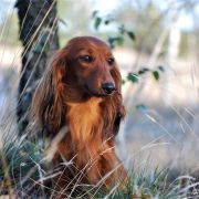  TORI ze Sfory Cętkowanej 2