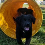 TORRO HOOLIGANOWE SMOKI