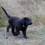 TORRO HOOLIGANOWE SMOKI