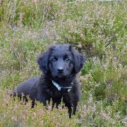 TORRO HOOLIGANOWE SMOKI