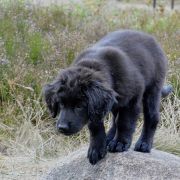 TORRO HOOLIGANOWE SMOKI