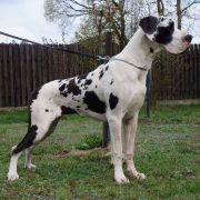 TOŚKA Obrowska Tradycja 2