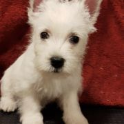 TOUCH OF THE RING Czar Krakowa 