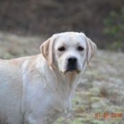 TOWER OF DREAM HERBU ZADORA