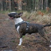 Trick Or Treat MUSTANG SALLY