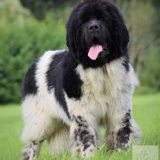 Tristan Jess Black Denis