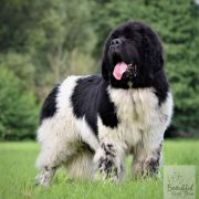 Tristan Jess Black Denis