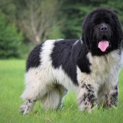 Tristan Jess Black Denis