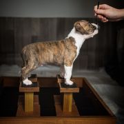 TWEETY Because of Crazy Time 